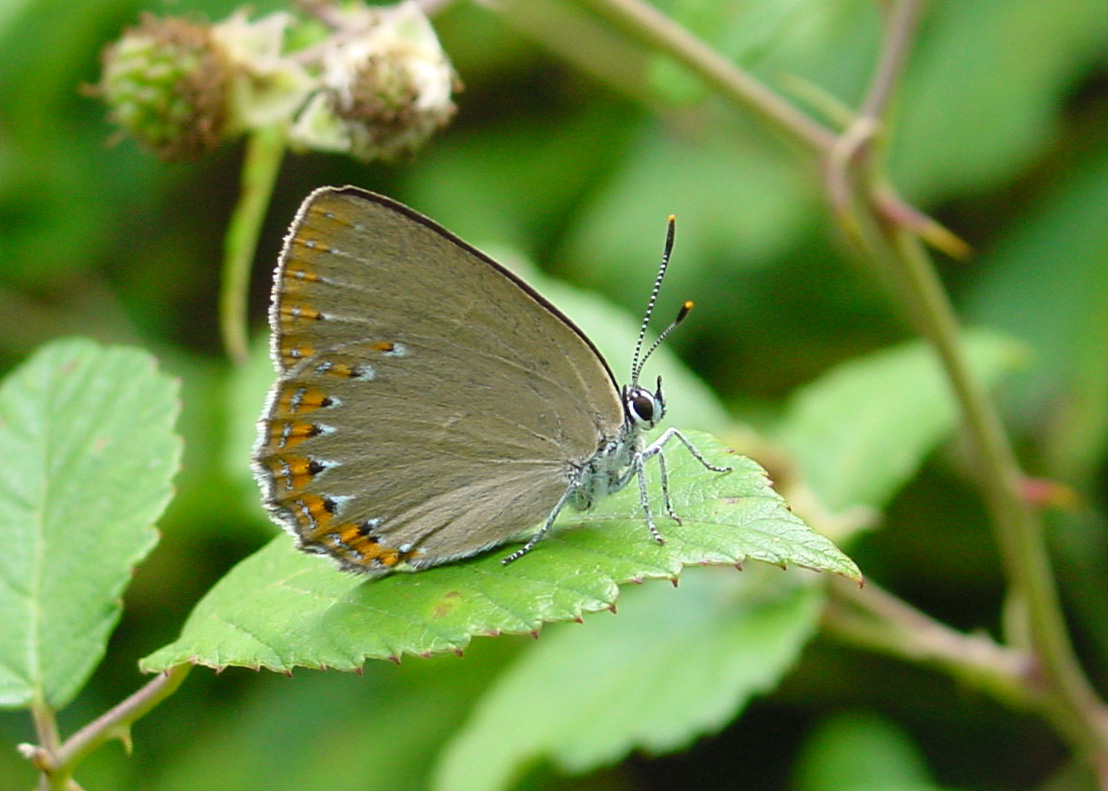 Laeosopis roboris