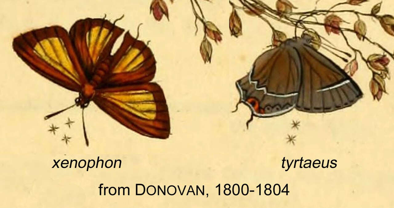 Electrostrymon endymion