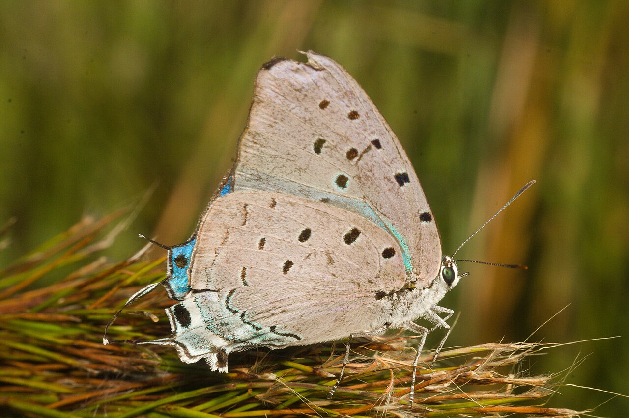 Pseudolycaena marsyas