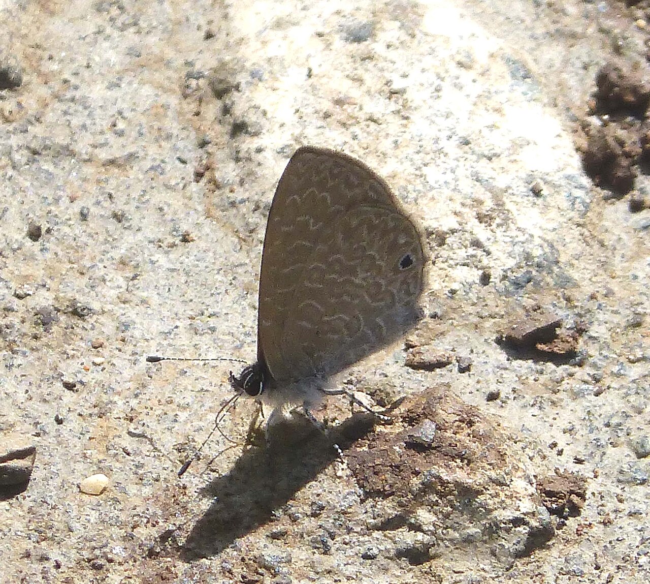 Pseudonacaduba sichela
