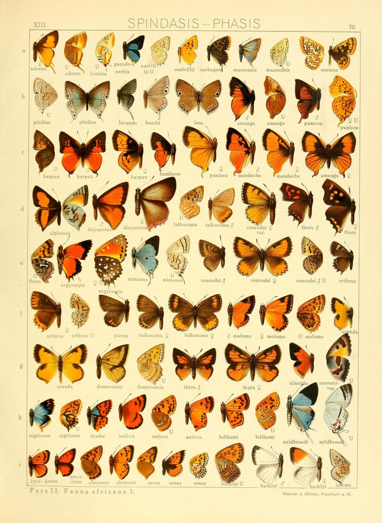 Axiocerses bambana