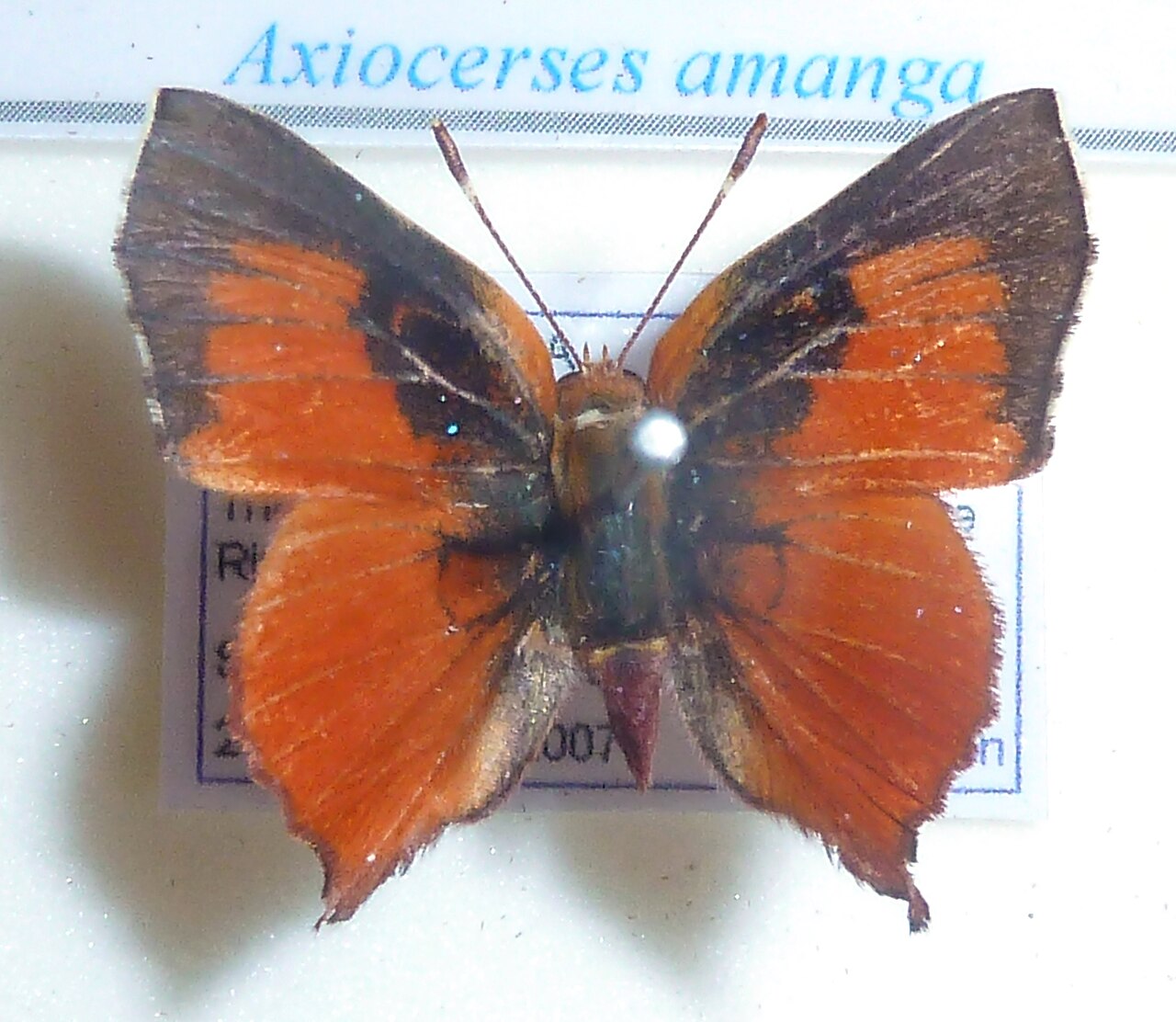 Axiocerses amanga