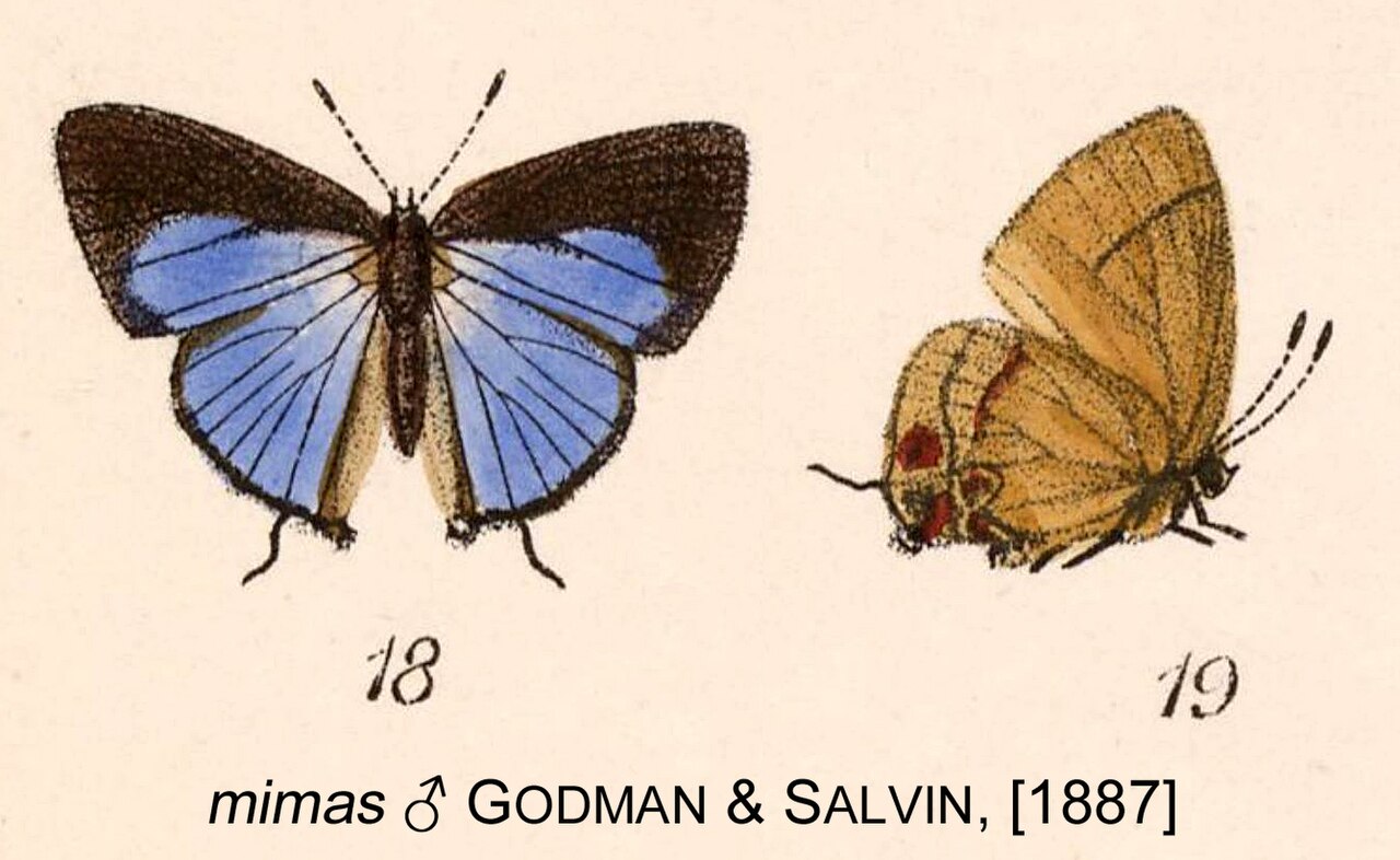 Calycopis mimas