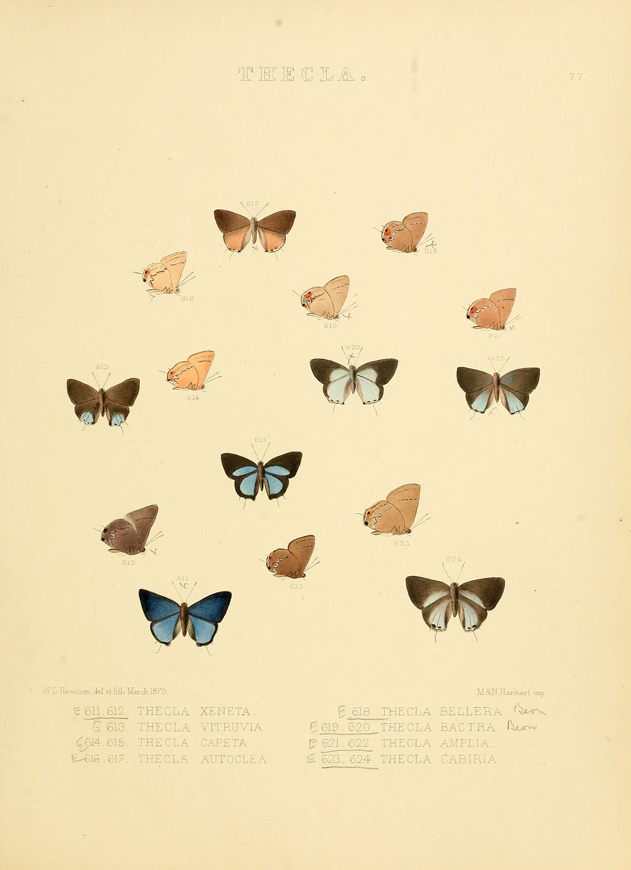 Calycopis vitruvia