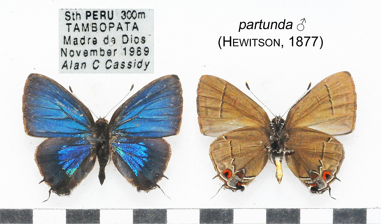 Calycopis partunda