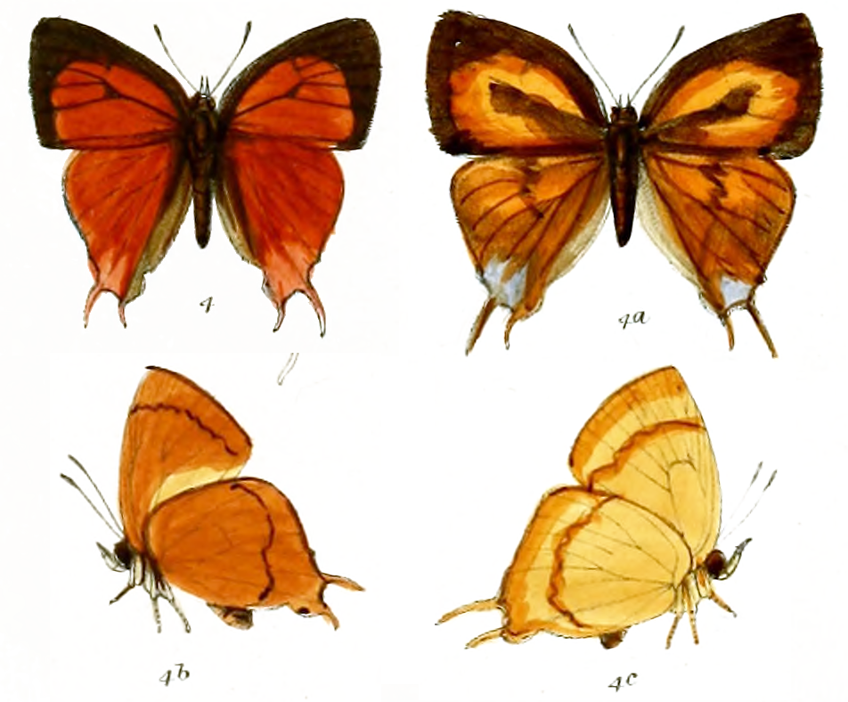 Thamala miniata