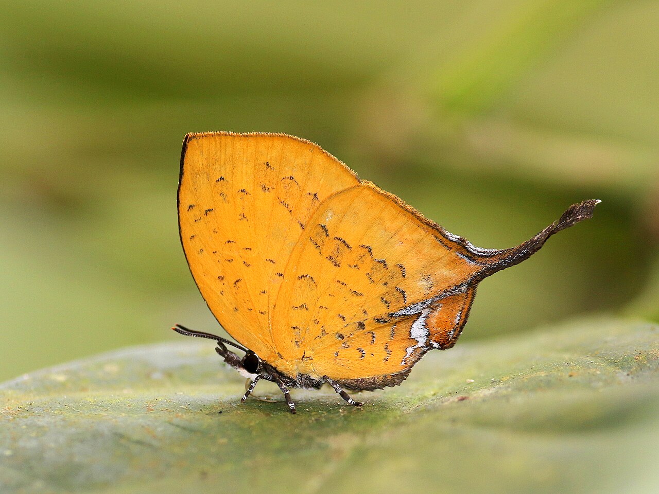 Yasoda tripunctata（三点桠灰蝶）