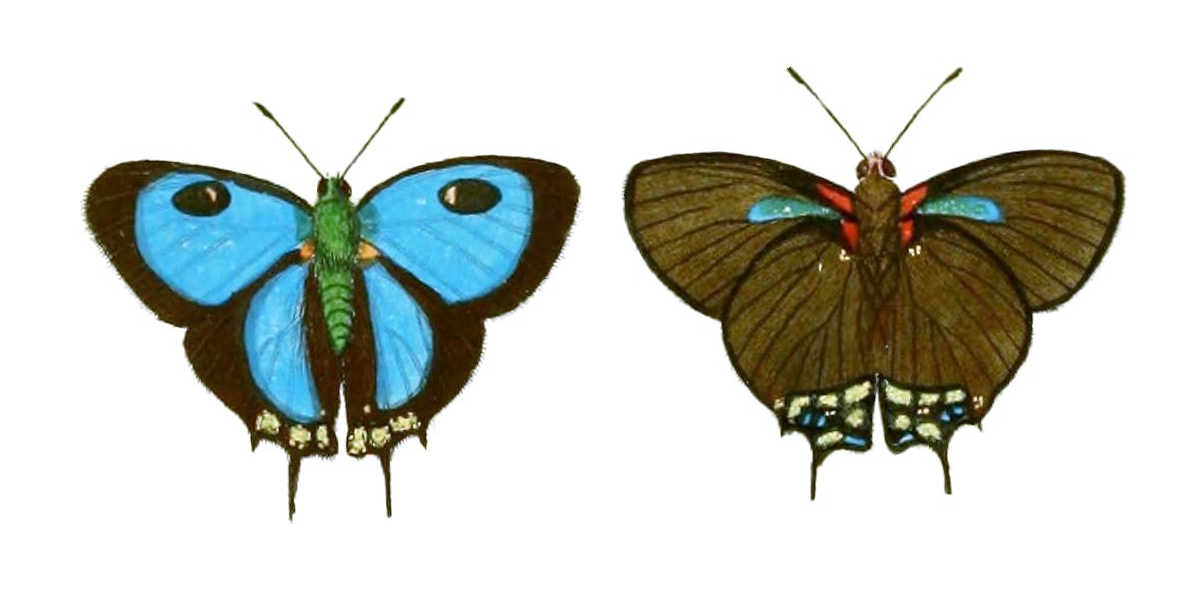 Atlides halesus