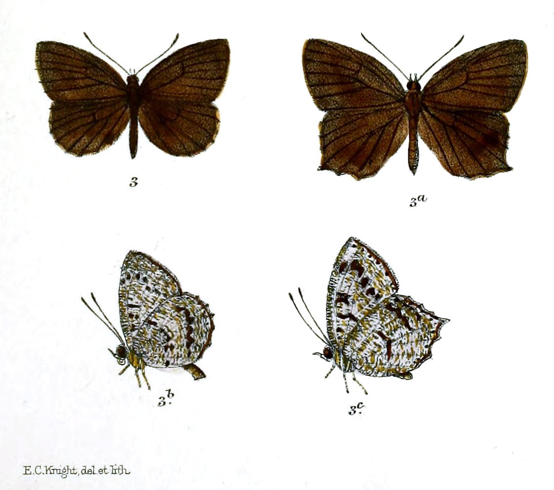 Allotinus panormis