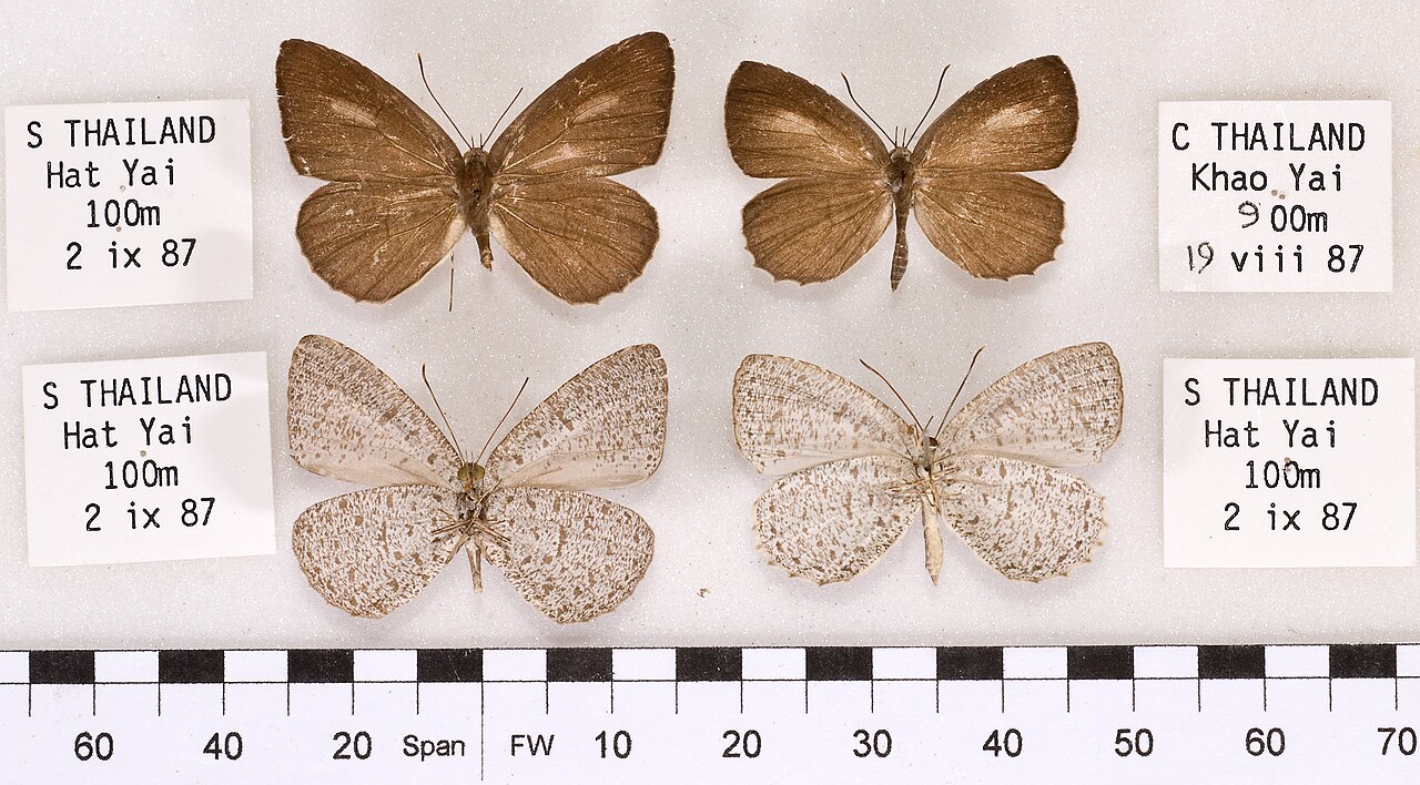 Allotinus continentalis