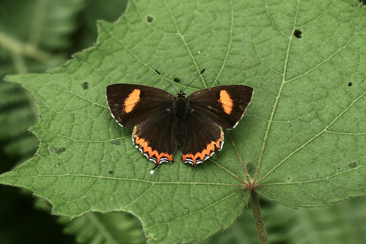 Heliophorus oda