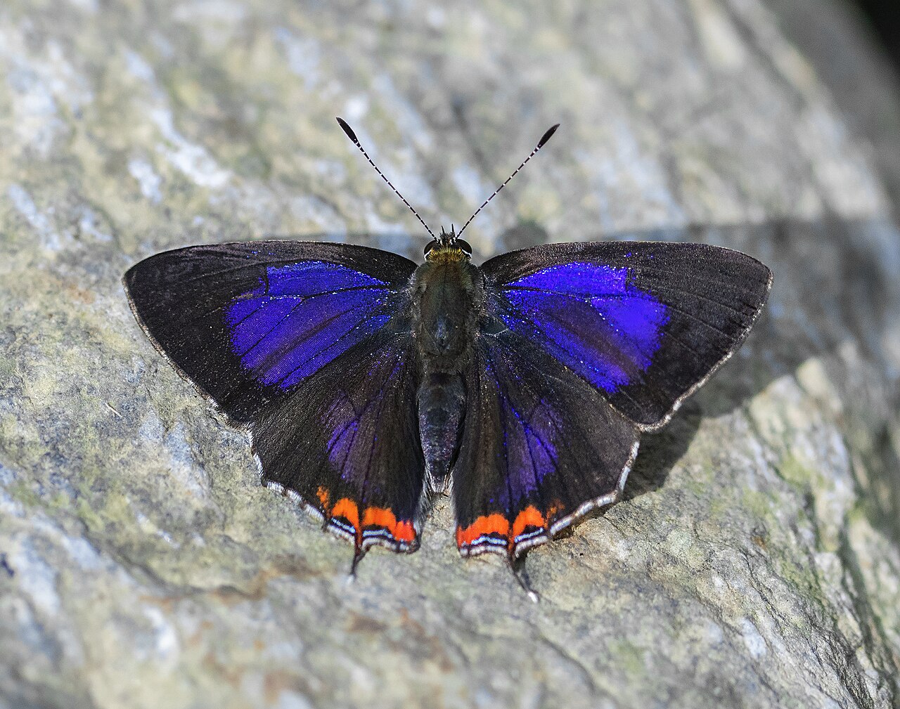 印度彩灰蝶（Heliophorus indicus）