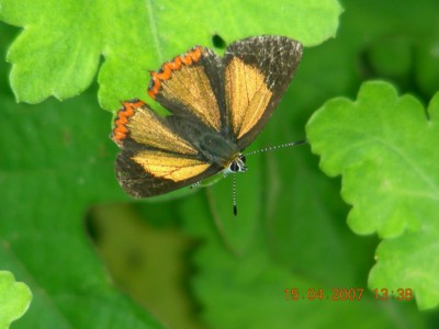 布彩灰蝶（Heliophorus brahma）