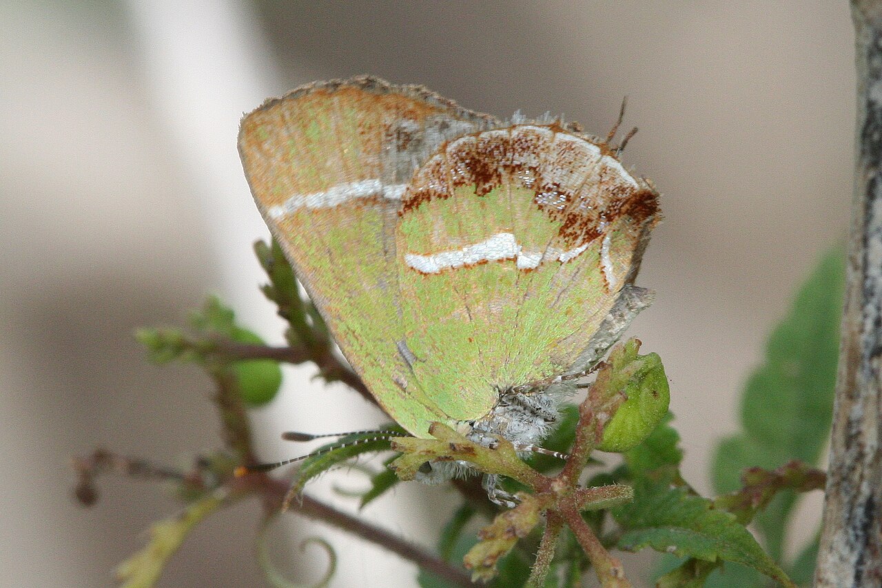 Chlorostrymon simaethis