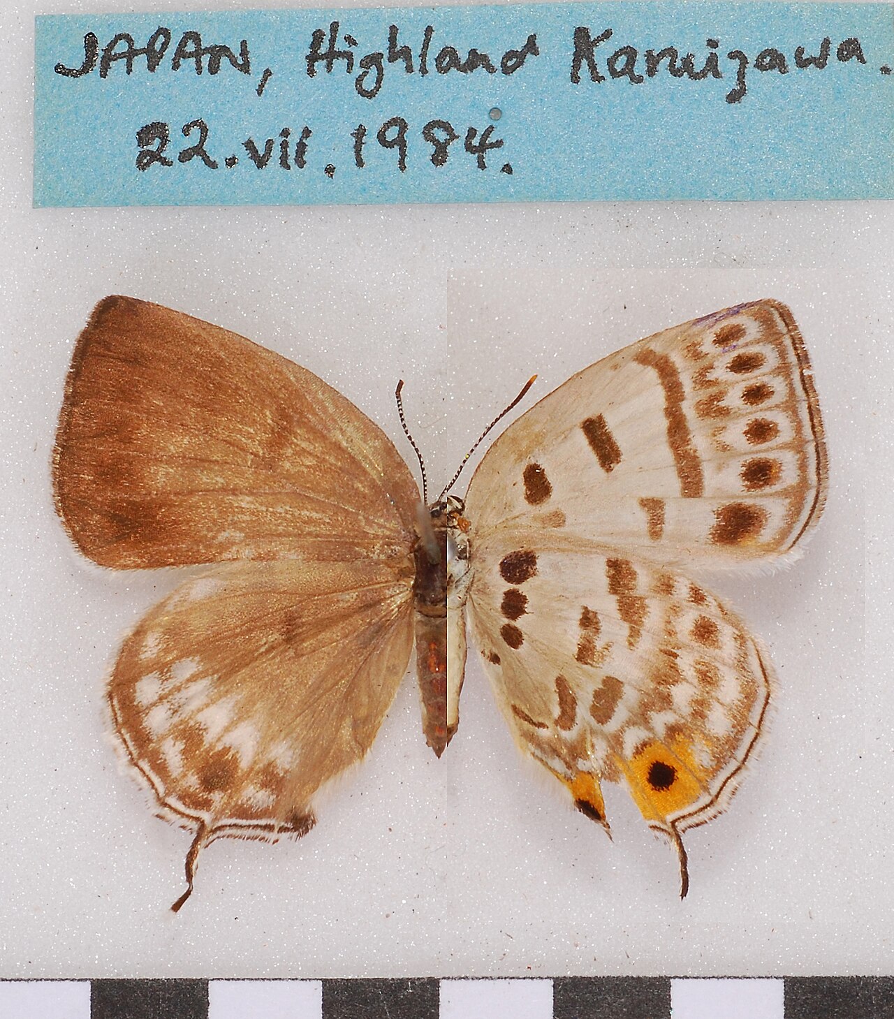 巴青灰蝶（Antigius butleri）