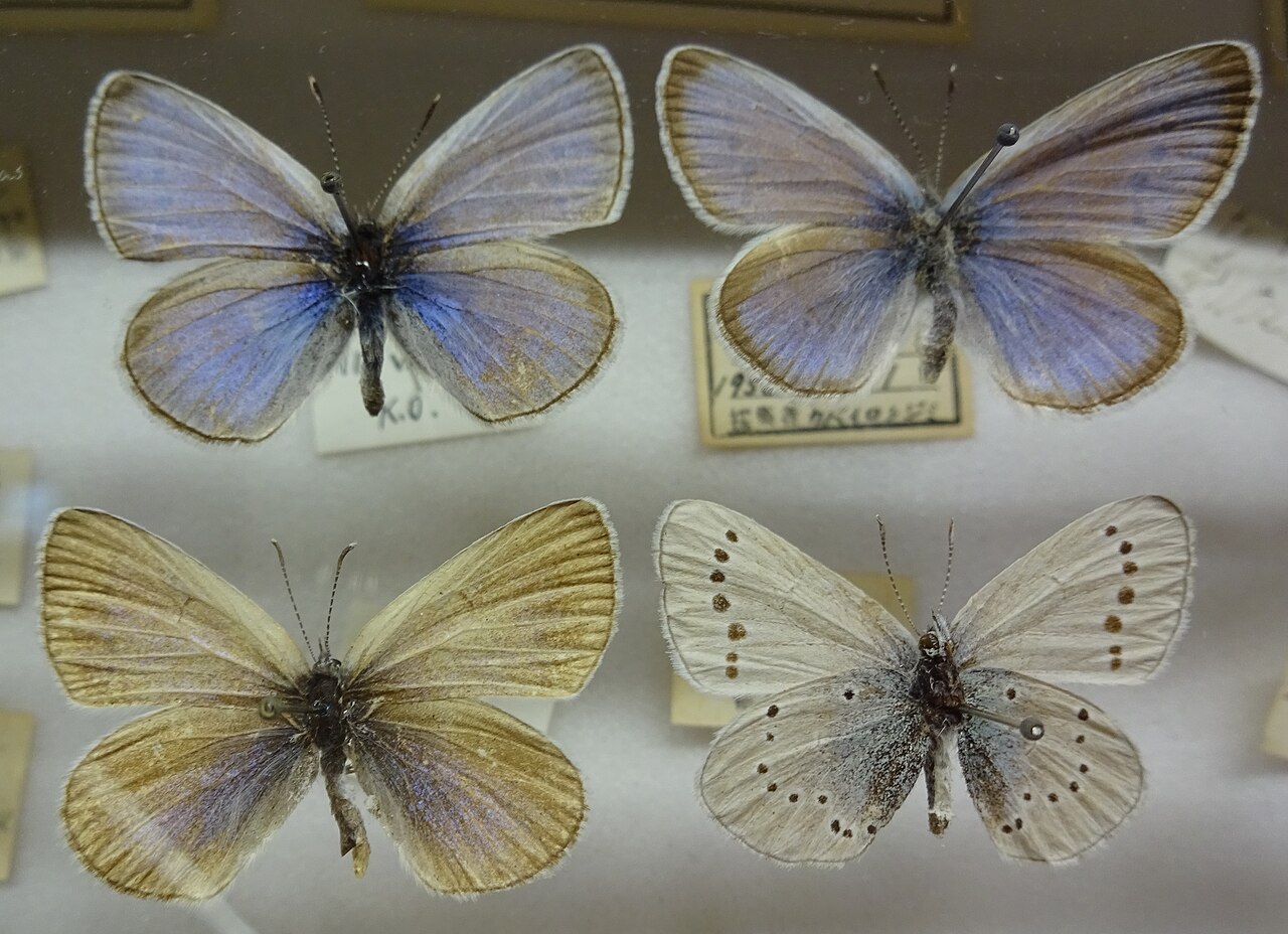 黎戈灰蝶（Glaucopsyche lycormas）