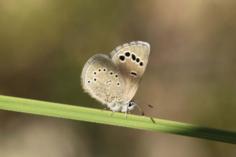 Glaucopsyche paphos