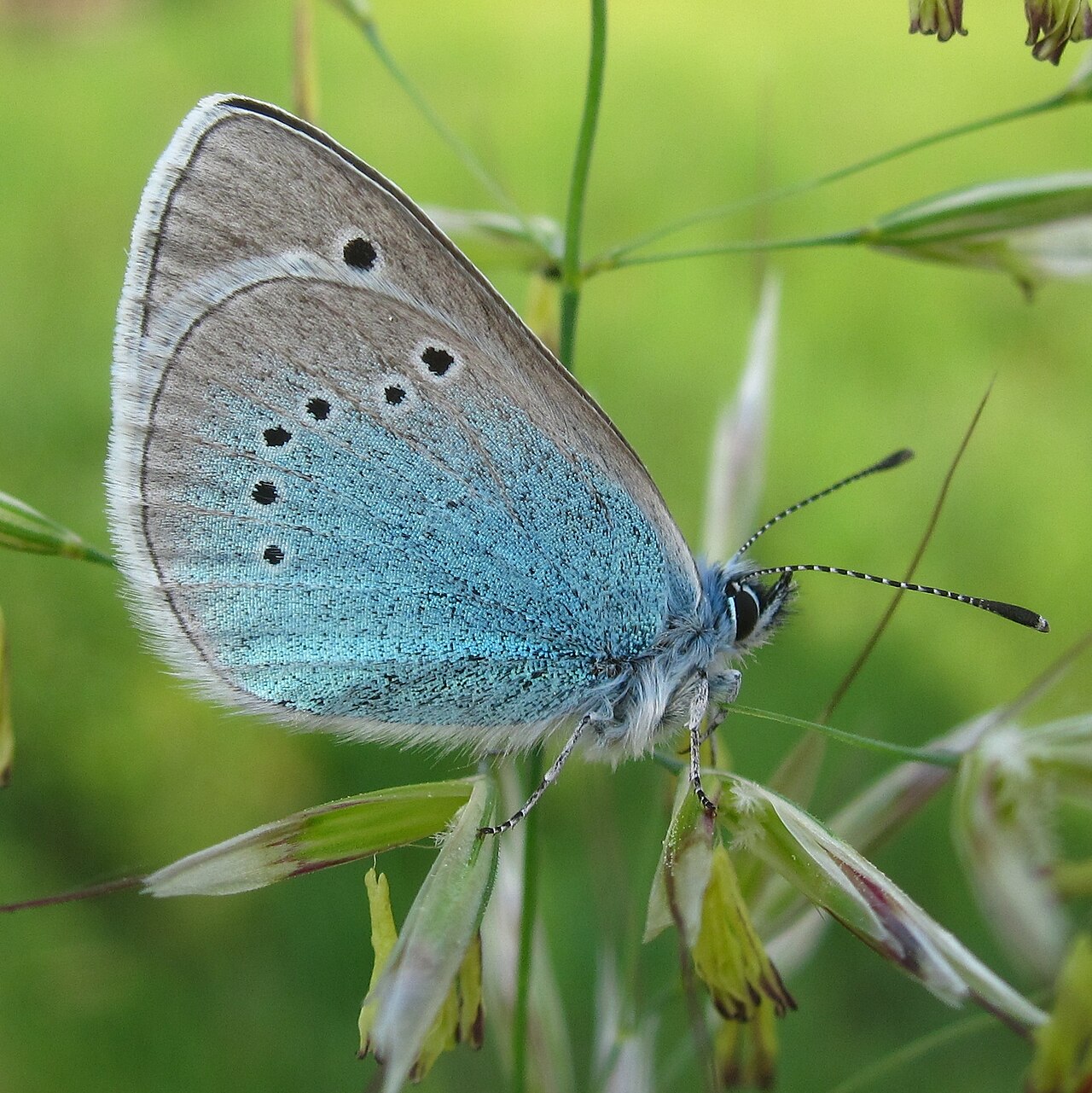 Glaucopsyche alexis