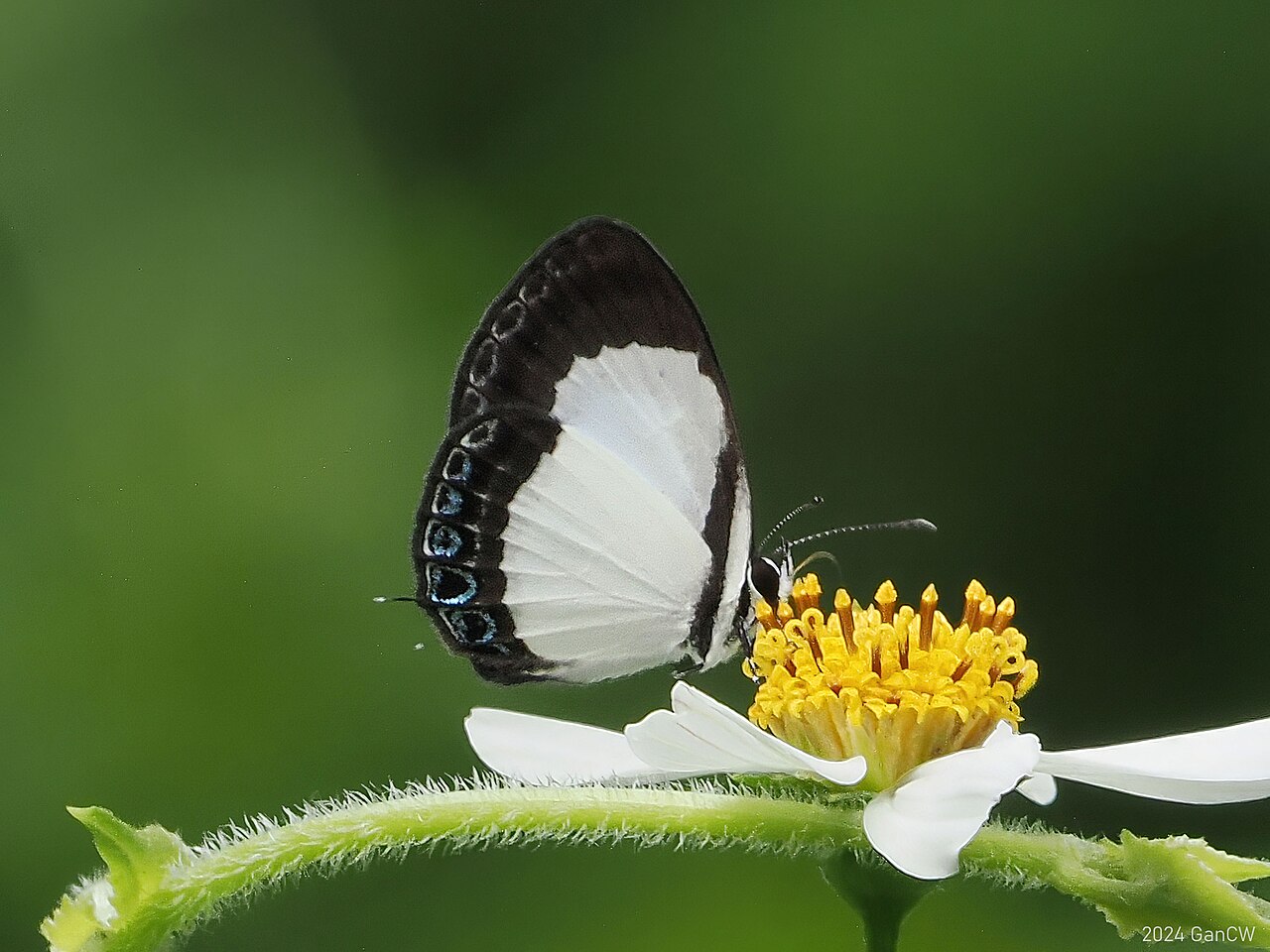 Discolampa albula
