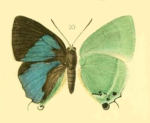 Deudorix dohertyi
