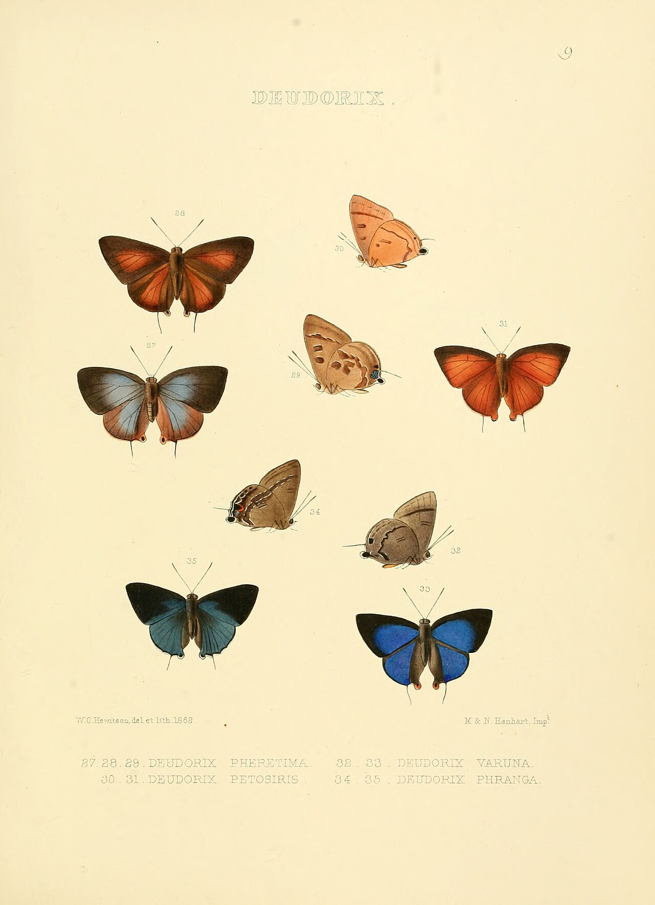 Deudorix phranga