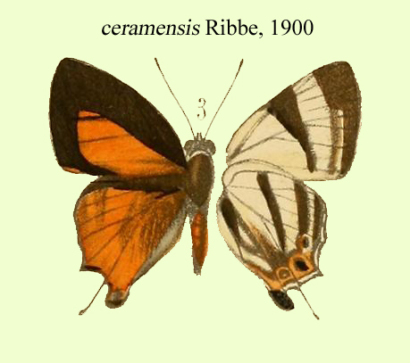 Deudorix ceramensis