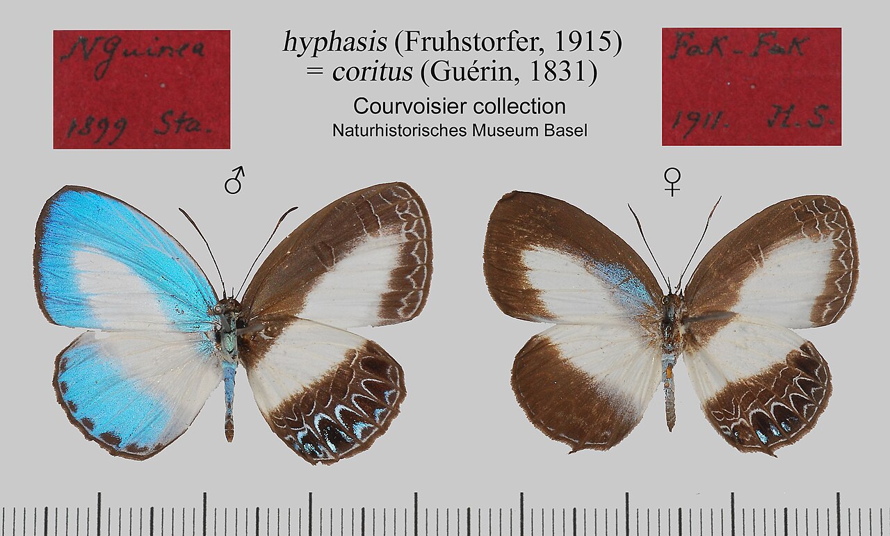 Lampides hyphasis