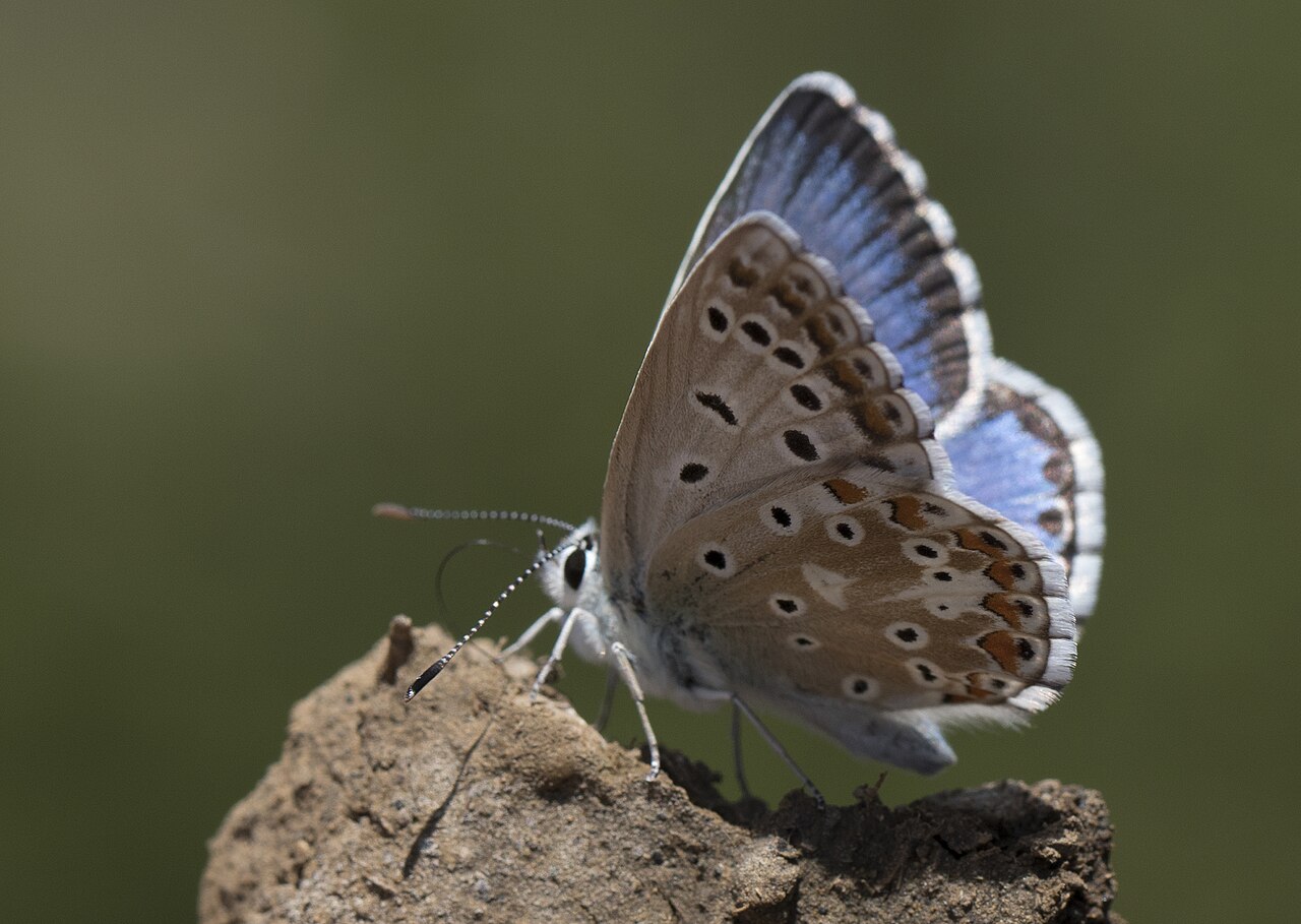 Lysandra syriaca