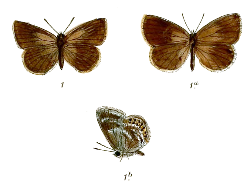 中华新灰蝶（Neolycaena sinensis）