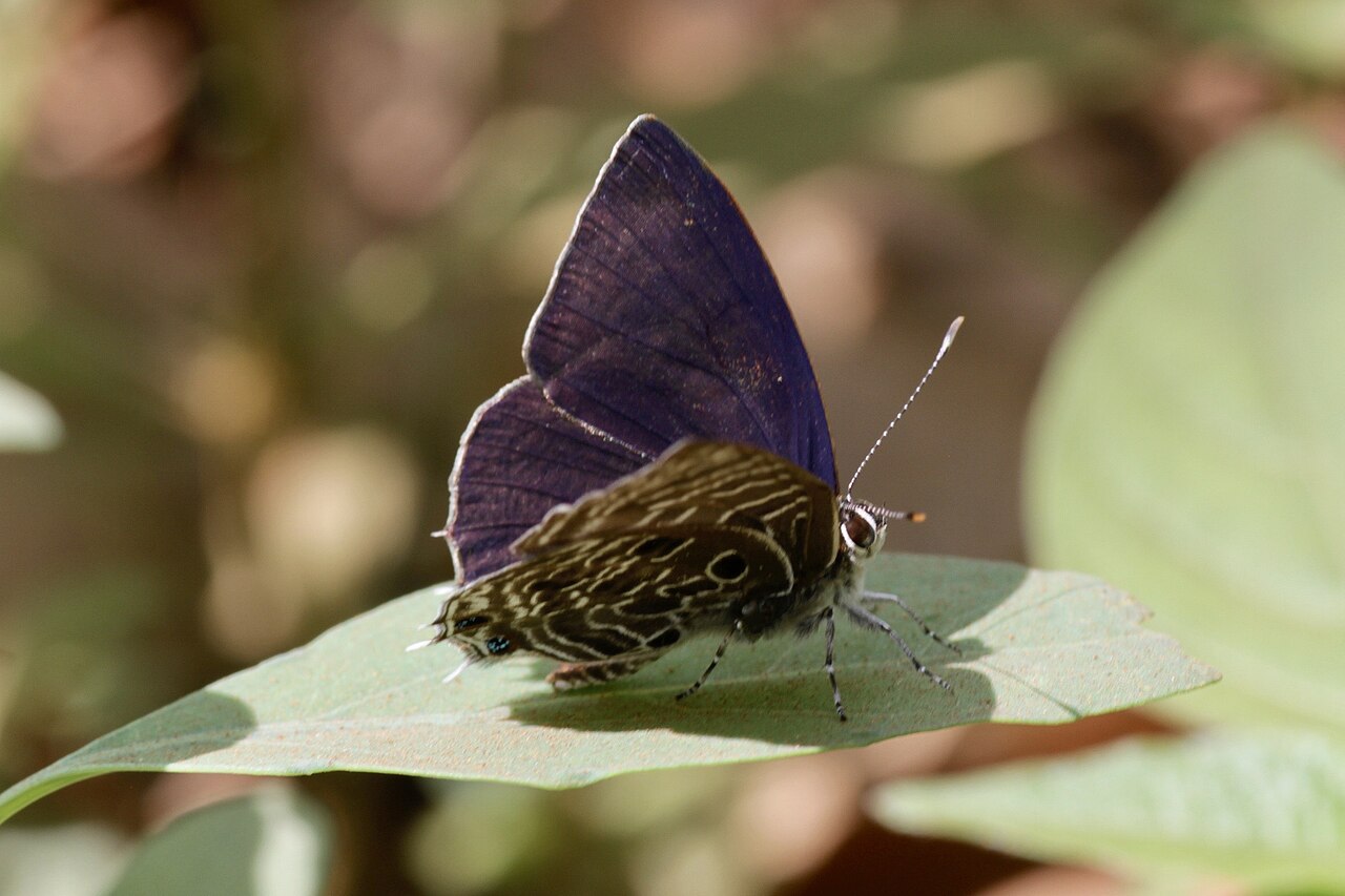 Anthene larydas