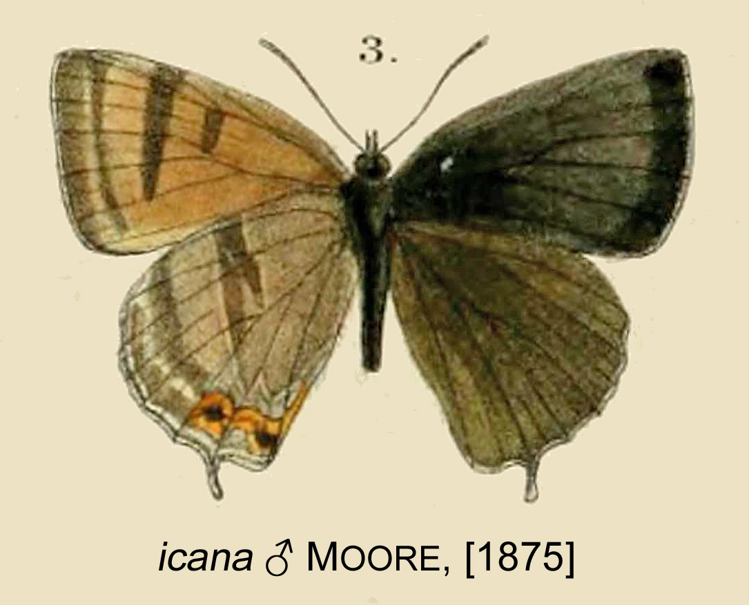 Esakiozephyrus icana（江崎灰蝶）