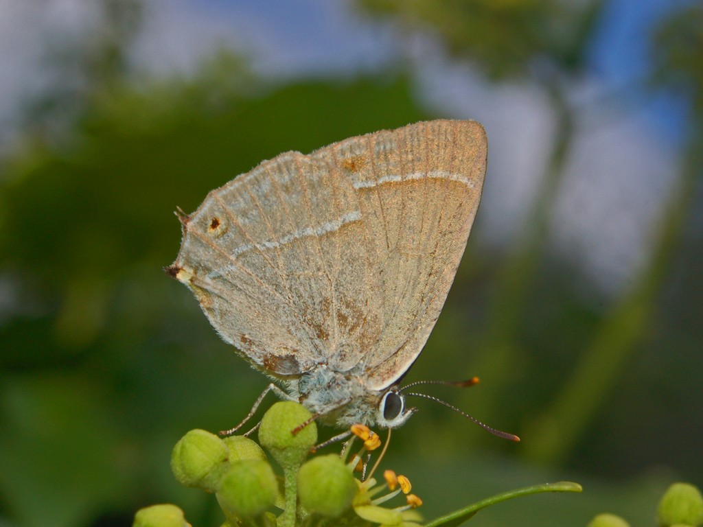 Quercusia quercus