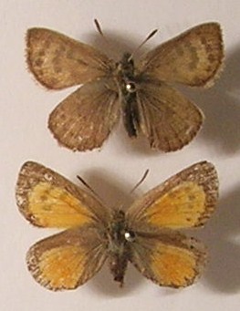 Tomares mauritanicus