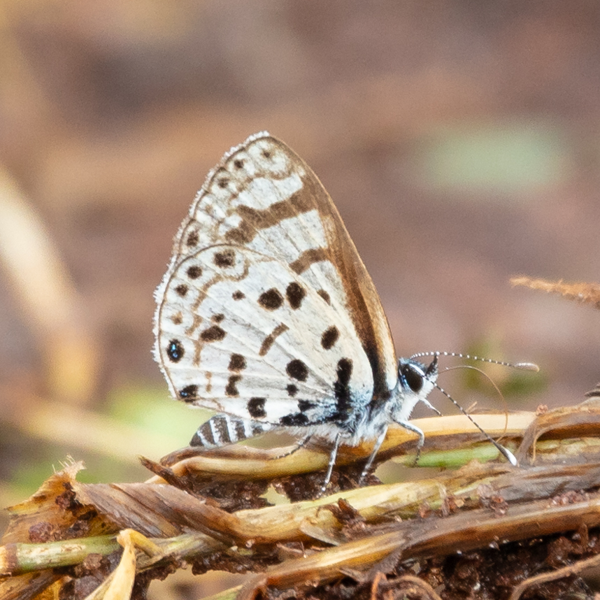Azanus natalensis