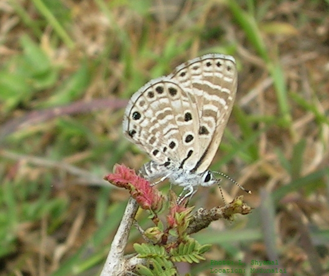 Azanus jesous