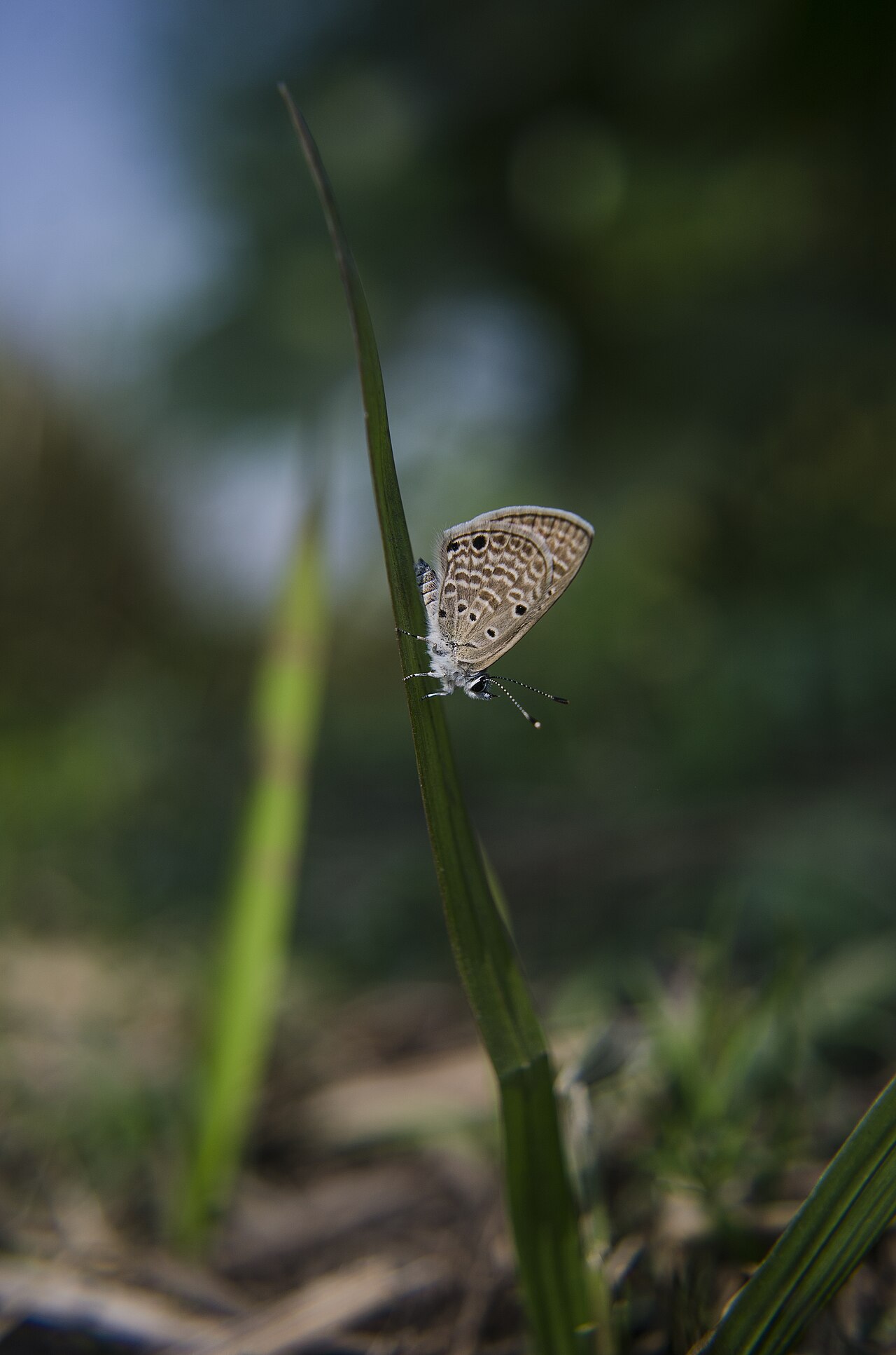 Azanus ubaldus