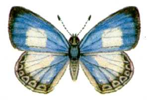 Udara tenella