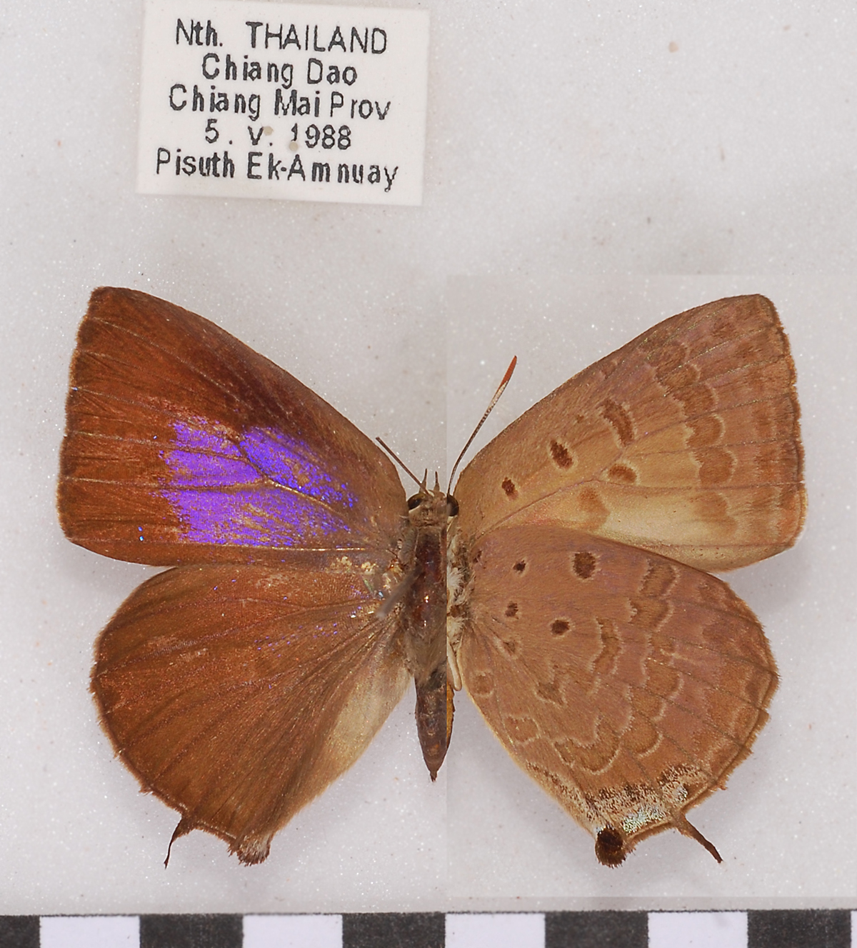 Arhopala barami
