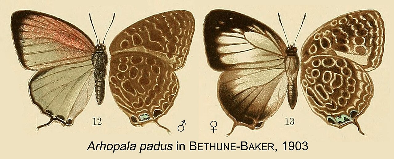 Arhopala padus