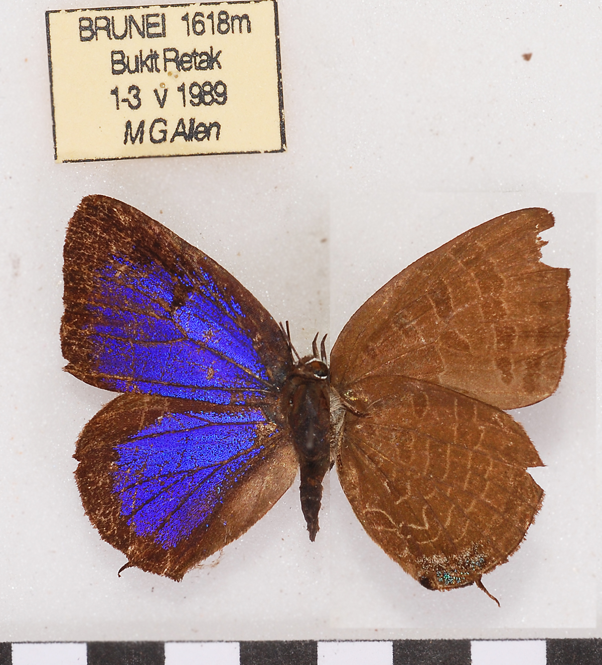 Arhopala kounga
