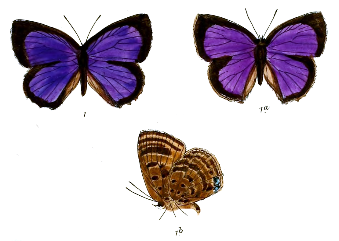 Arhopala agelastus