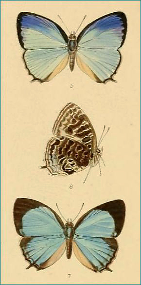 Arhopala helianthes