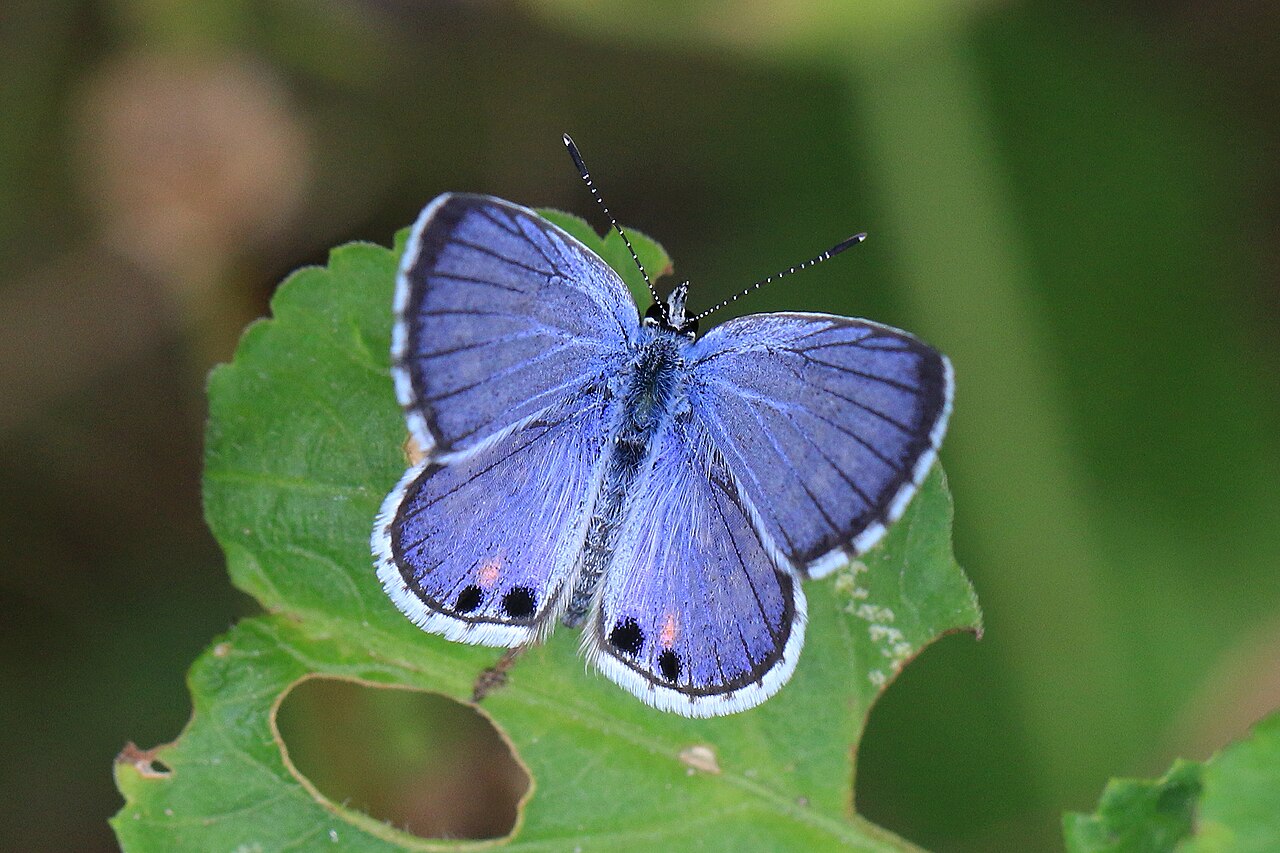 Cyclargus ammon