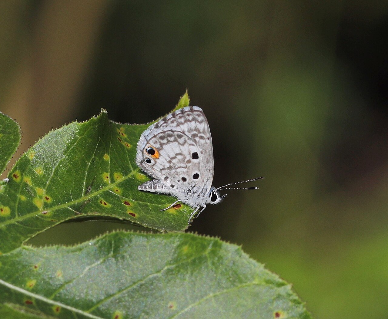 Cyclargus thomasi