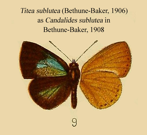 Titea sublutea