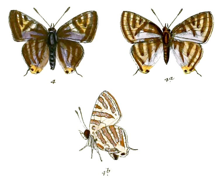 Aphnaeus gabriel