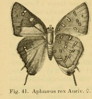 Aphnaeus rex