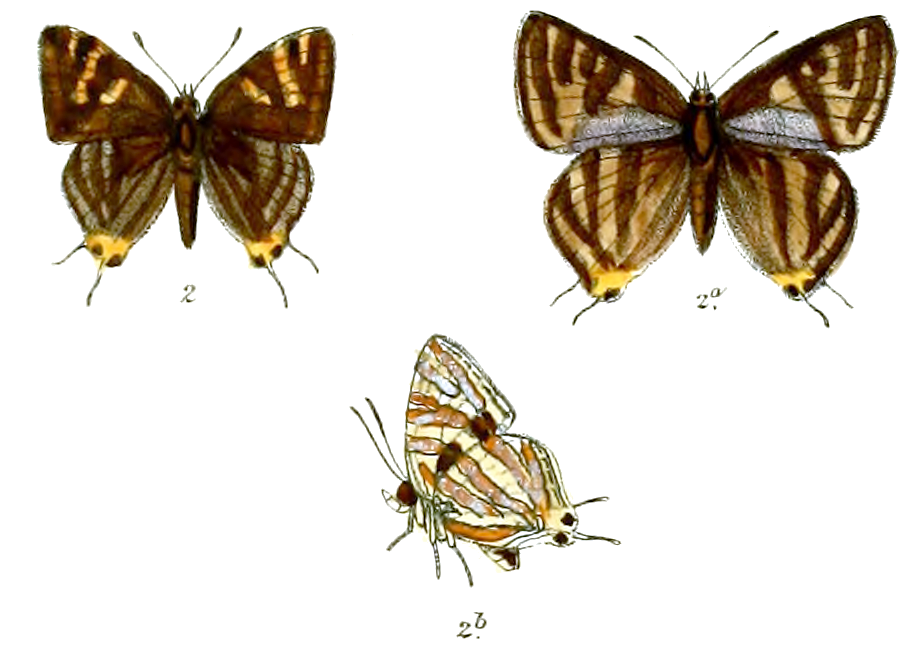 Aphnaeus fusca