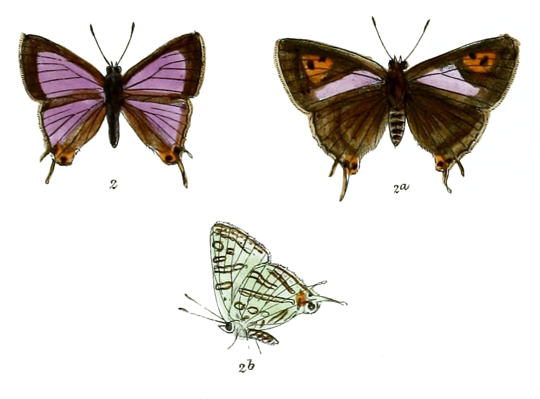 Aphnaeus nipalicus