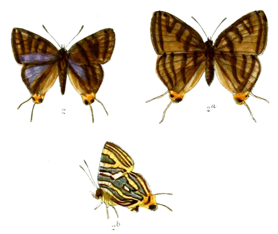 Aphnaeus concanus
